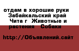 отдам в хорошие руки - Забайкальский край, Чита г. Животные и растения » Собаки   